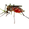 mosquito